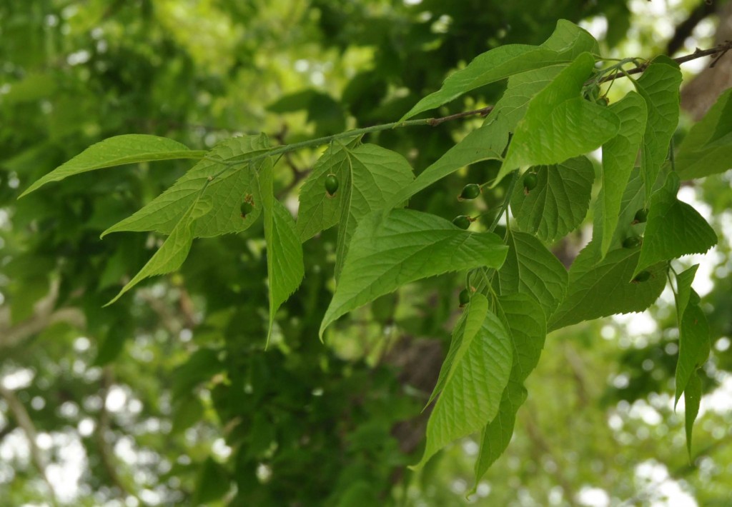Un parente del bagolaro fiori e foglie