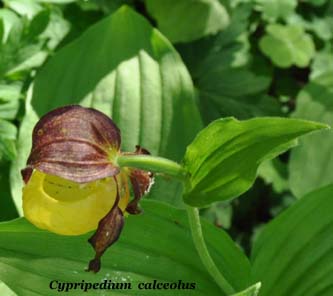 cypripedium calceolus