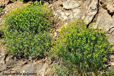euphorbia spinosa subsp. ligustica