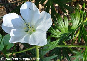 geranium sanguineum