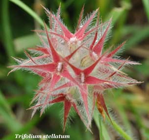 trifolium stellatum