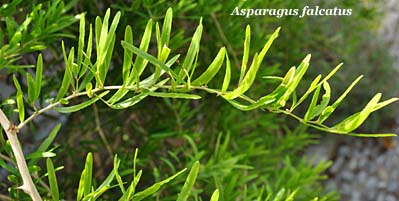 asparagus falcatus
