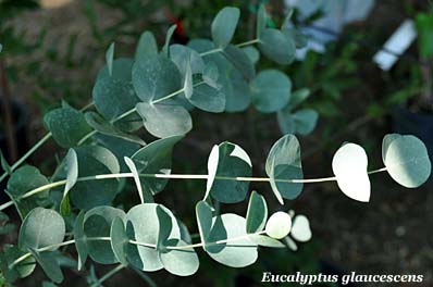 eucaliptus glaucescens