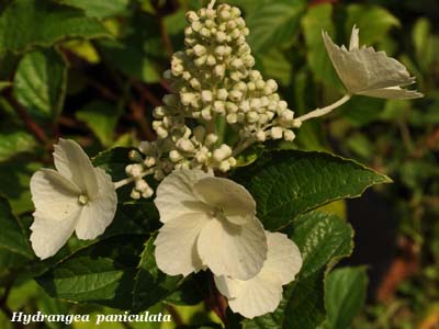 hydrangea paniculata