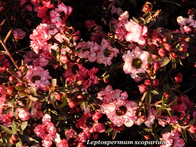 leptospermum scoparium