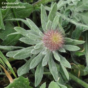 centaurea sphaerocephala