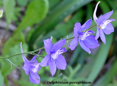 Delphinium peregrinum
