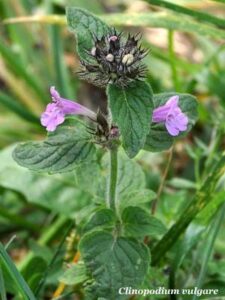 Clinopodium vulgare