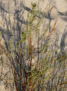 Artemisia campestris