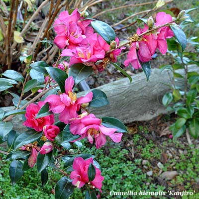 Camellia hiemalis 'Kanjiro'