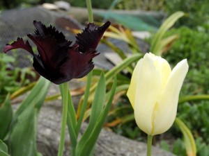 Tulipa sp