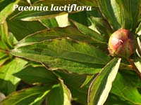 paeonia lactiflora