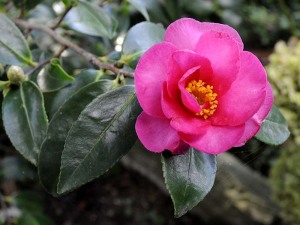 Camellia hiemalis Kanjiro
