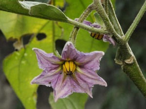 Solanum melongena 