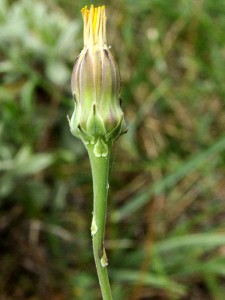 Reichardia picroides