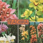 Cartolina da Madeira