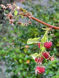 Lampone - Rubus idaeus
