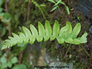 Polypodium vulgaris