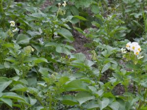 Solanum tuberosum - patata a fiori bianchi