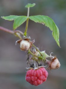 Chi prospera e chi resiste - Rubus idaeus