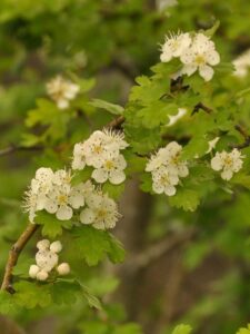 Crataegus monogyna