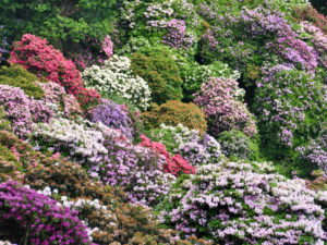 Rhododendron - parco Burcina (Biella)