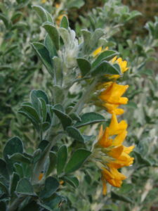 Medicago arborea