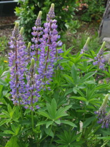 Lupinus polyphyllus