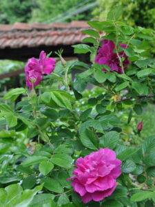 Maggio Rosa rugosa