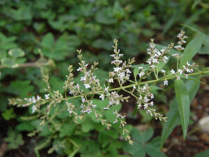 Erba Luisa Aloysia citrodora