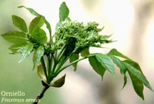 Fraxinus hornus