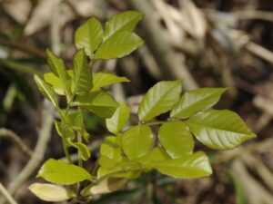 Fraxinus ornus