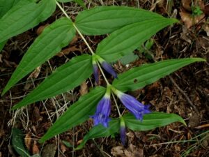 Genziana asclepiadea