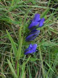 Gentiana pneumonanthe