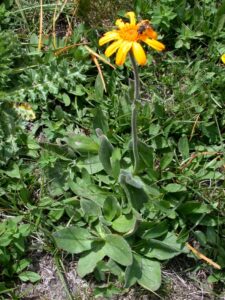 Arnica montana