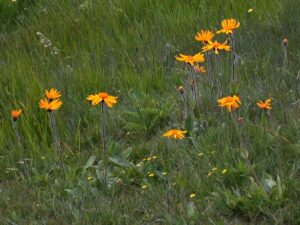 Arnica montana