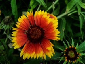 margherite gialle : Gaillardia