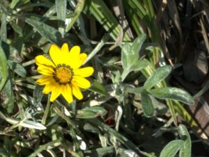 Margherite gialle : Gazania