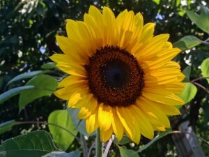 Girasole da olio