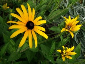 Margherite gialle : Rudbeckia