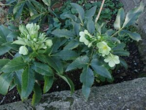 Helleborus lividus subsp. corsicus