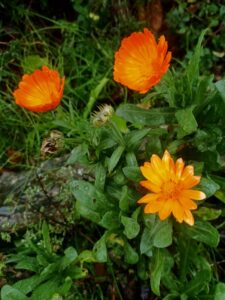 Calendula officinalis