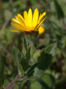 Calendula arvensis