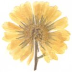 Calendula