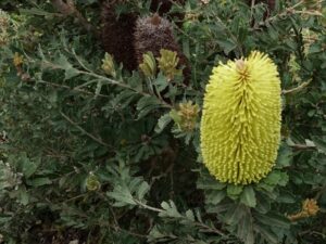 Banksia praemorsa