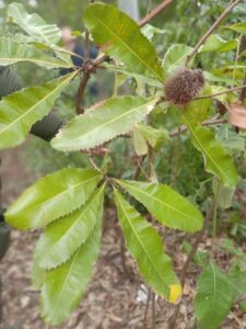 Banksia robur