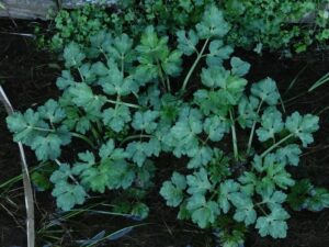 Ranunculus repens