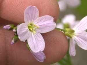 Cardamine pratensis