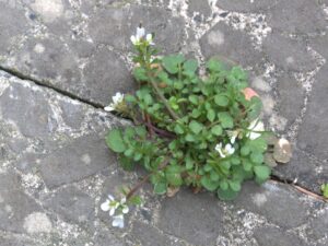 Cardamine hirsuta