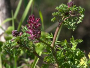 Fumaria officinalis